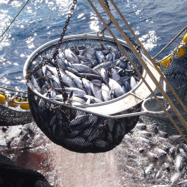 Pesca de cerco de atunes. Un estudio cuestiona la eficacia para la recuperación marina de la especie. Fuente: CEPESCA