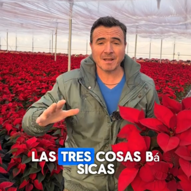 Vídeo sobre los consejos de Ángel Illescas para las flores de Pascua. Fuente: Tiktok