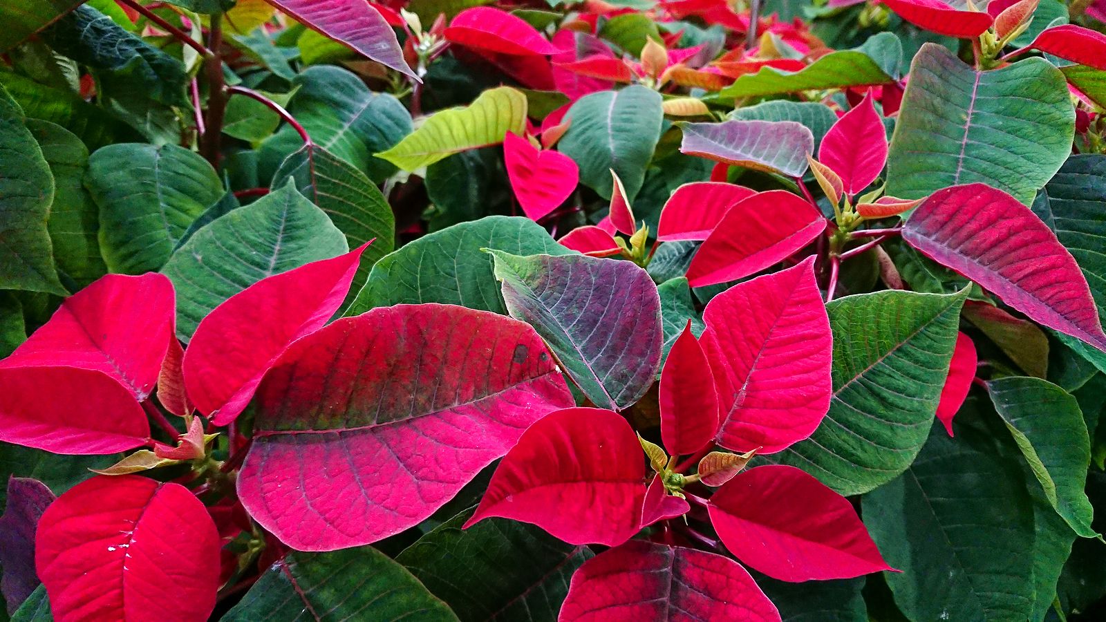 Tres consejos para cuidar una flor de Pascua y que dure hasta el año que viene