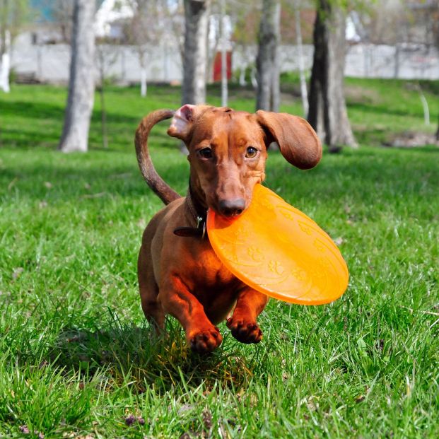 Un perro de la raza dachshund jugando con un frisbee. Fuente: Bigstock