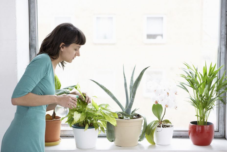 El truco viral con un ajo para que las plantas crezcan con más fuerza (Bigstock)