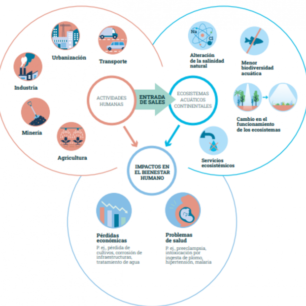 Infografía de las causas y consecuencias de la salinización de los ecosistemas acuáticos. Fuente: CEAB-CSIC