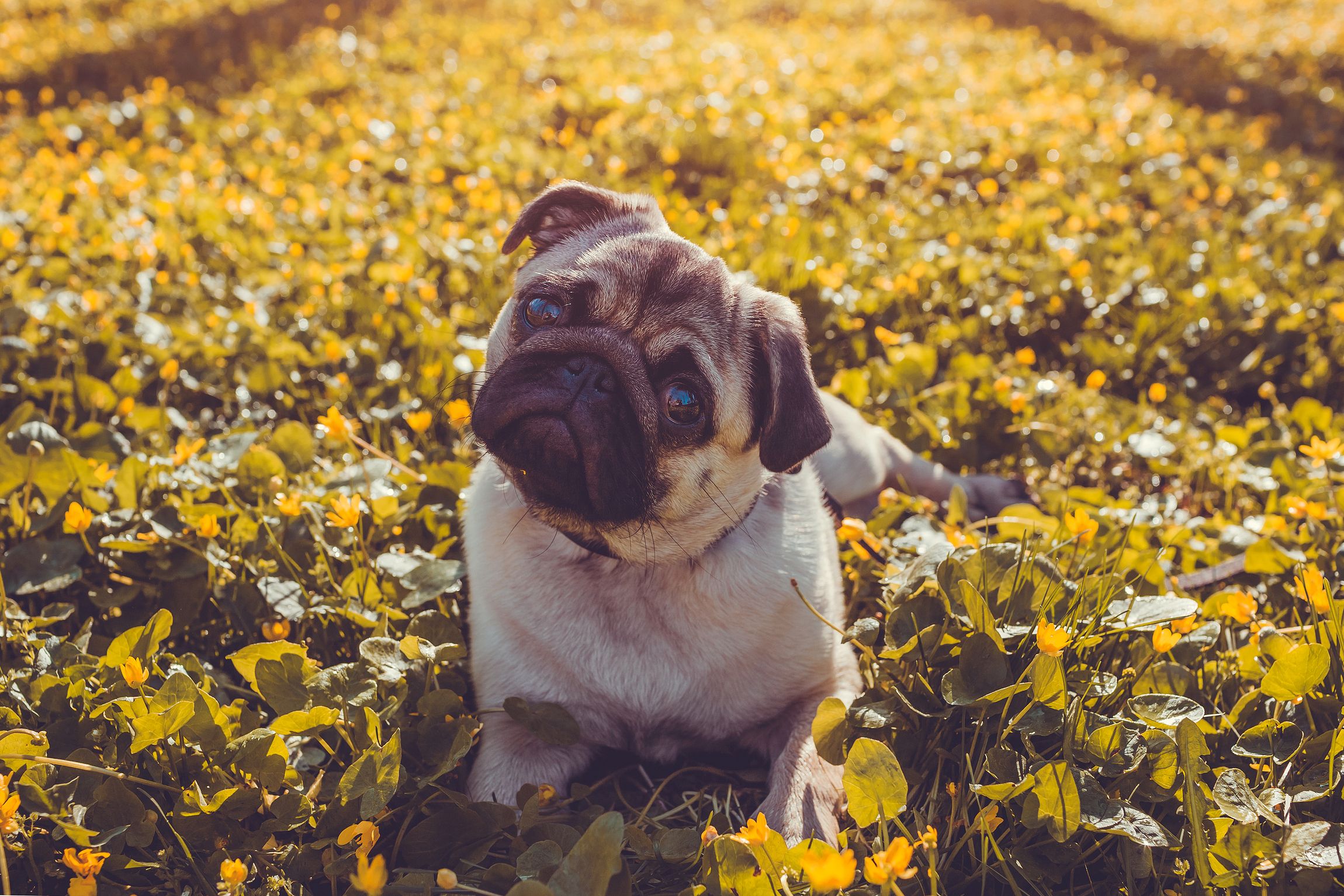 Un perro prestando atención a su dueño. Fuente: Bigstock