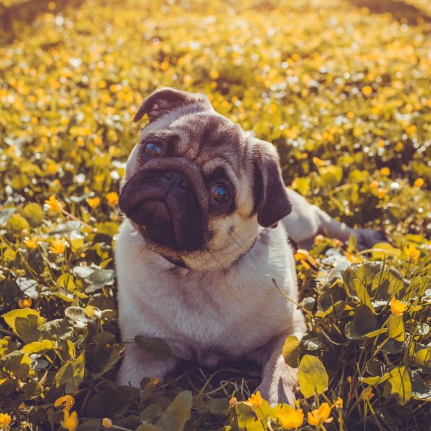 Un perro prestando atención a su dueño. Fuente: Bigstock