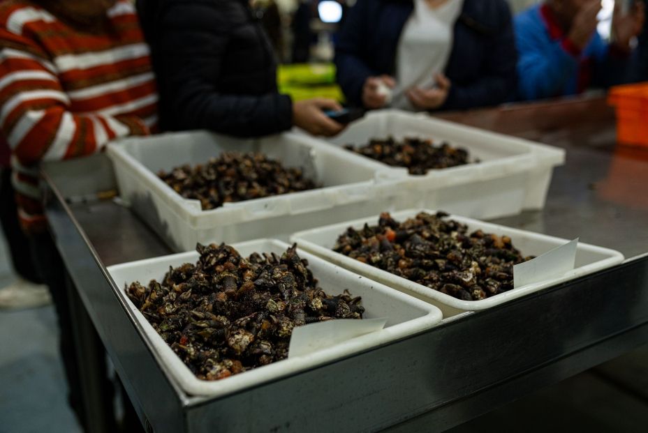 Percebes, almejas y merluza por las nubes: los alimentos de Navidad disparan su precio un 12,3%. Foto: EuropaPress