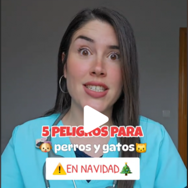 Vídeo veterinaria 5 peligros en Navidad para perros y gatos. Fuente: Tiktok