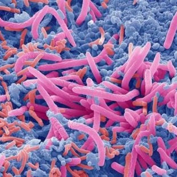 Reproducción de microbiota intestinal. Fuente: SCIENCE PHOTO LIBRARY