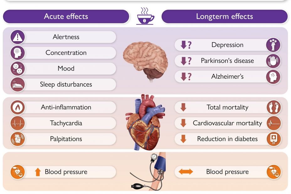 Infografía sobre los efectos del consumo de café en la salud cerebral y cardiovascular. Fuente: European Heart Journal