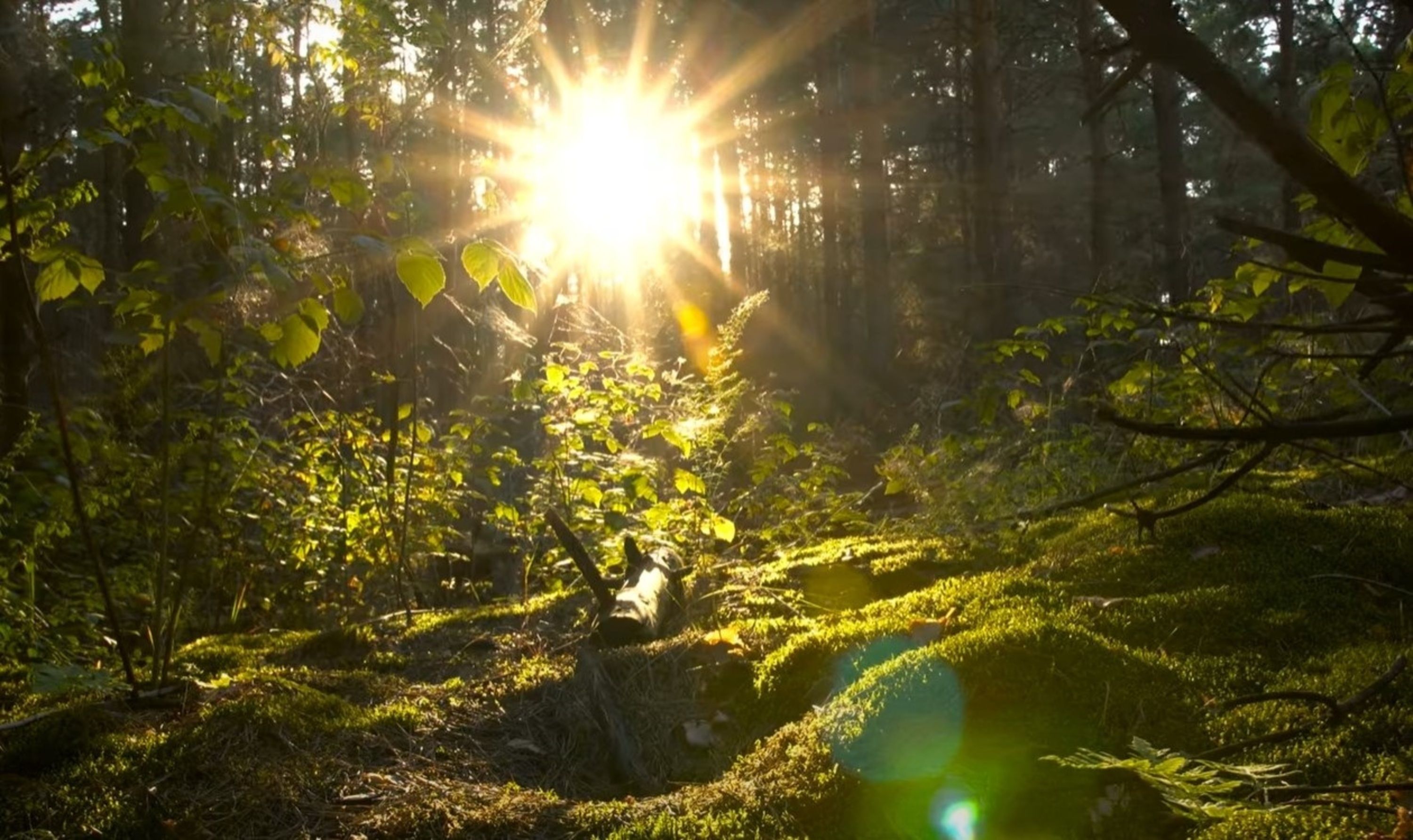 ¿Por qué tardó tanto en surgir la vida vegetal sobre la Tierra?