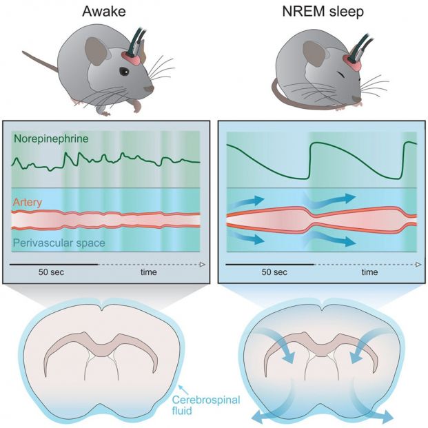Infografía sobre las oscilaciones de noradrenalina, sangre cerebral y líquido cefalorraquídeo en los ratones despiertos (a la izquierda) y durante la fase no REM (a la derecha). Fuente: Cell