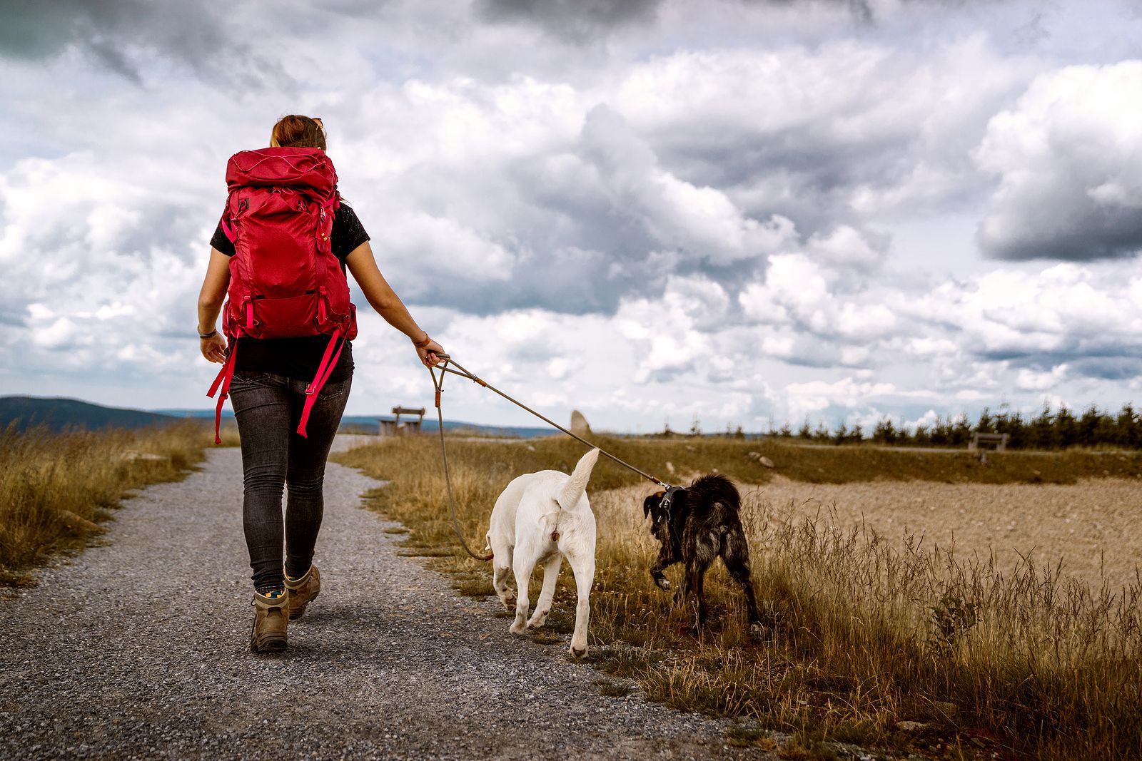 Un entrenador profesional de perros elige las tres mejores razas