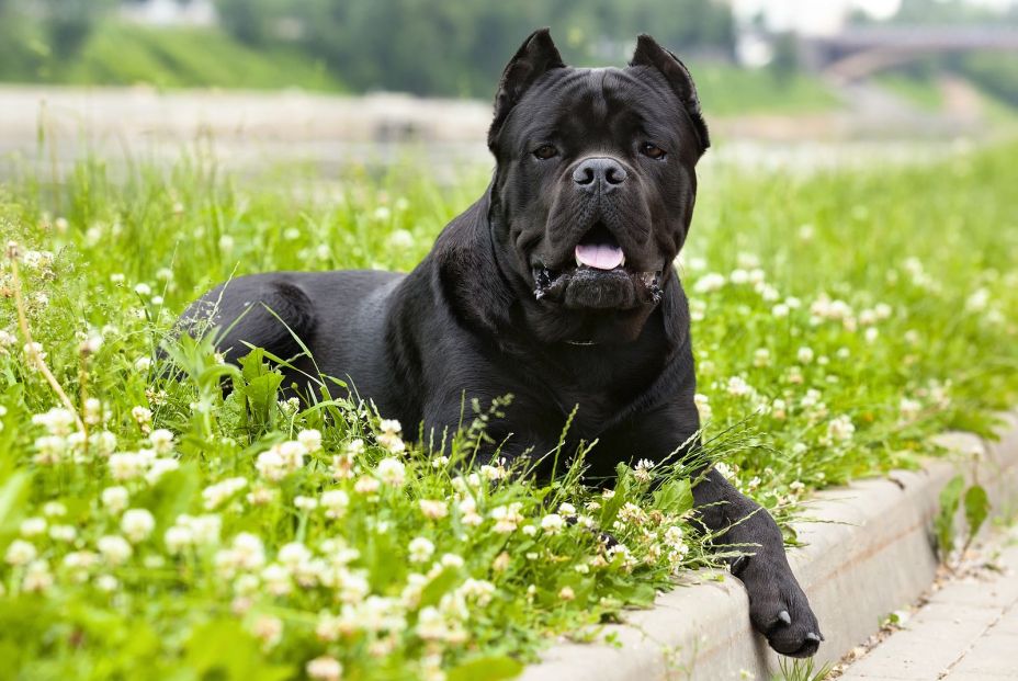 Un entrenador profesional de perros elige las tres mejores razas