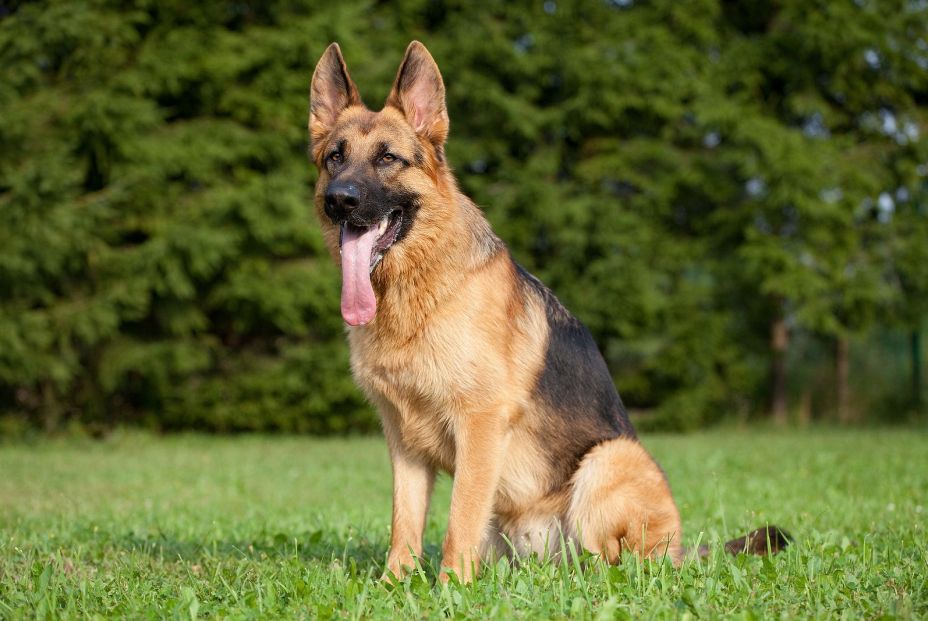 Un entrenador profesional de perros elige las tres mejores razas