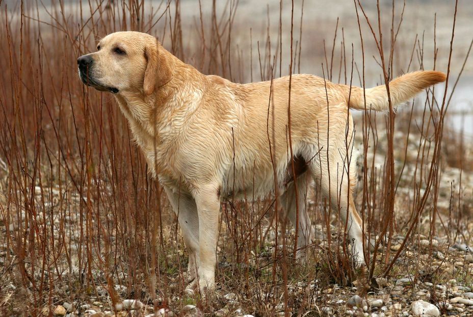 Un entrenador profesional de perros elige las tres mejores razas