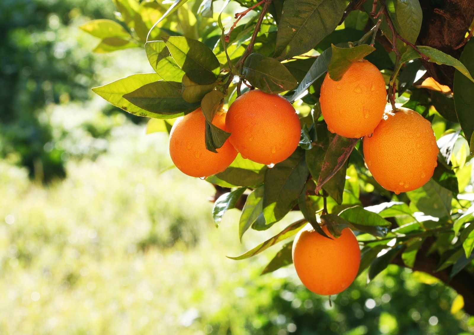 Un frutero explica la mejor manera para diferenciar una mandarina seca de una jugosa