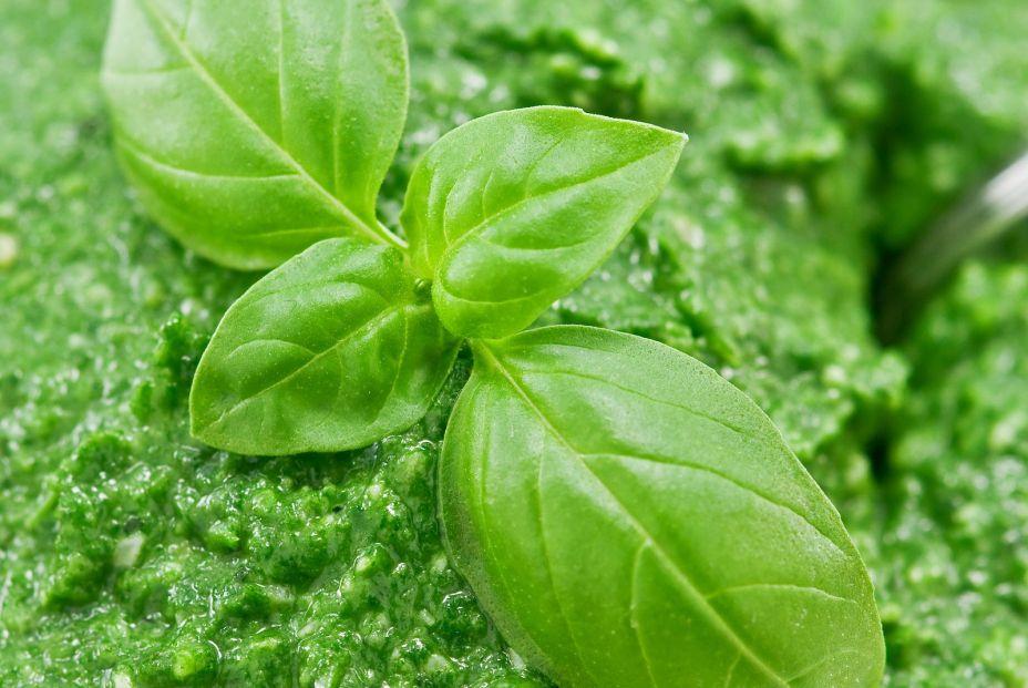 bigstock sauce pesto with basil closeup 16348064