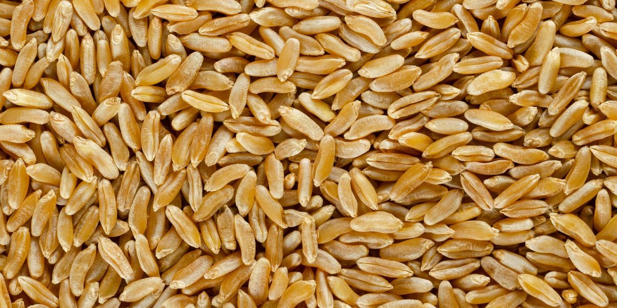 Propiedades del trigo Khorasan, el cereal con el grano más grande