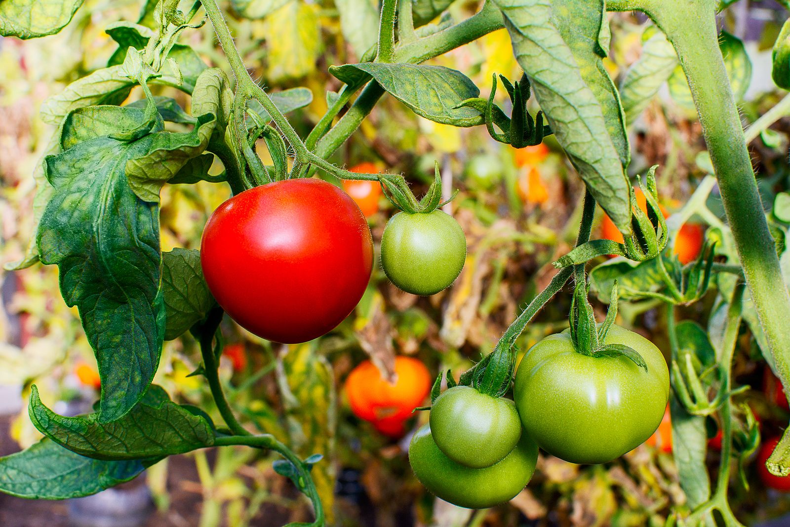 Un nuevo estudio revela que nuestros ancestros eran vegetarianos