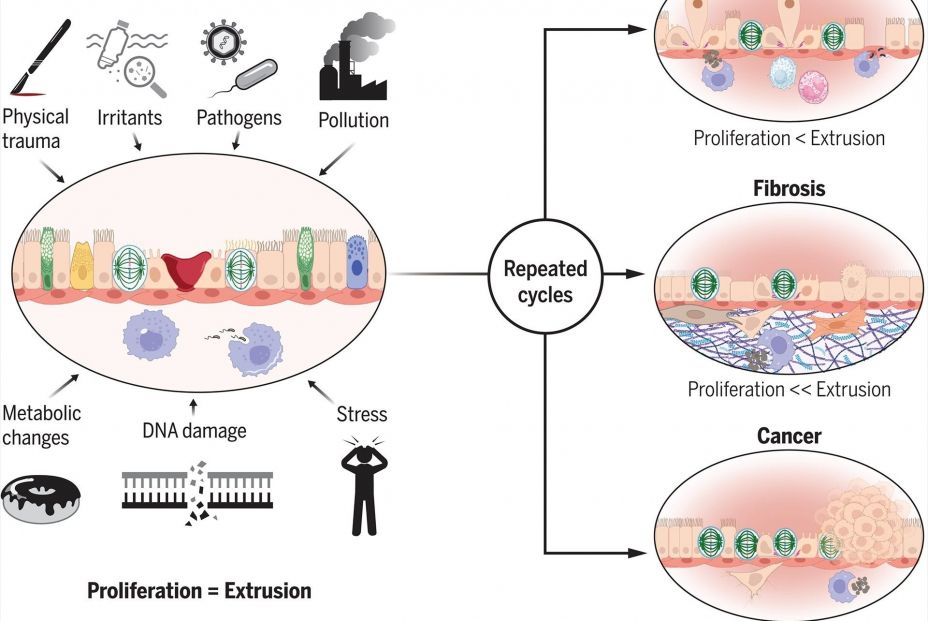 La acumulación de heridas mal curadas podrían ser motivo de cáncer o fibrosis, según un estudio (Science // Universitat Pompeu Fabra)