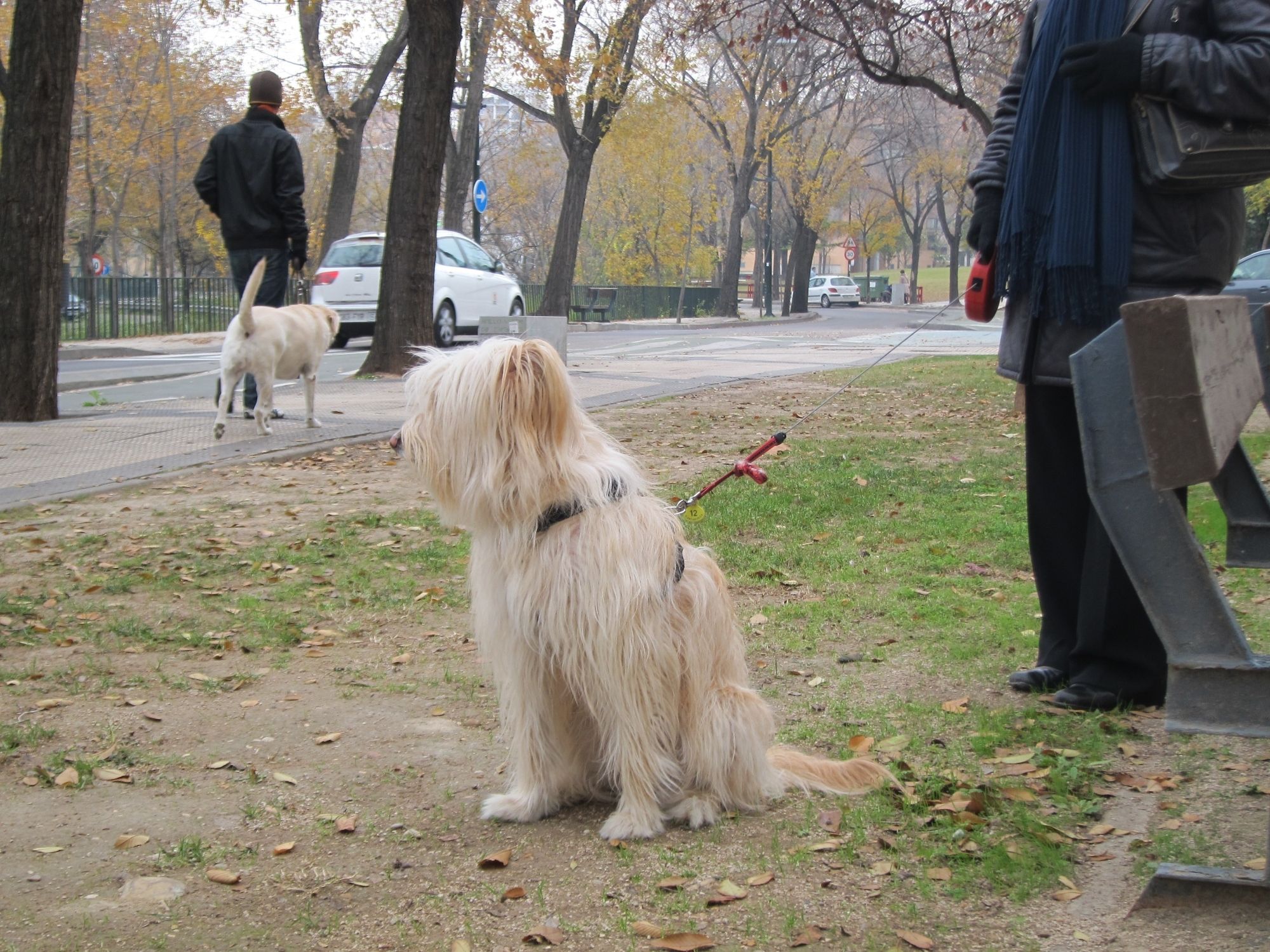 Atención veterinaria gratuita para las mascotas de personas vulnerables (Europa Press)