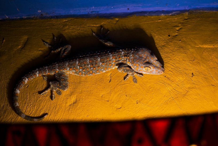 Desarrollan un material inspirado en las patas de los geckos para hacer los zapatos antideslizantes (Bigstock)