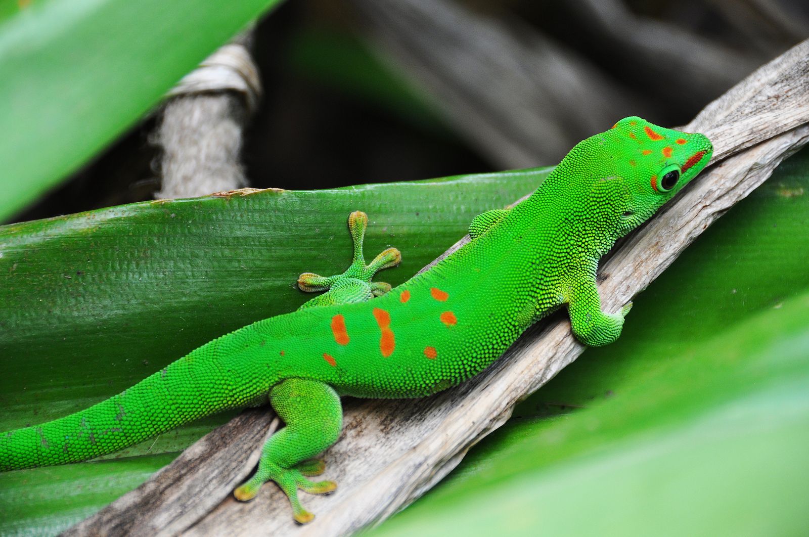 Desarrollan un material inspirado en las patas de los geckos para hacer zapatos antideslizantes