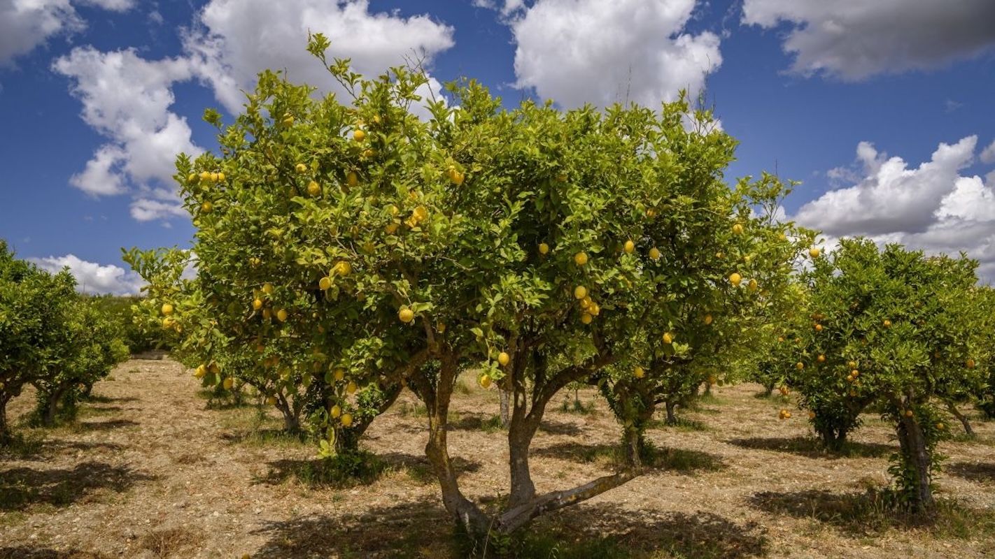 Las cebollas, el limón y las aceitunas casi septuplican su precio del campo a la mesa en enero