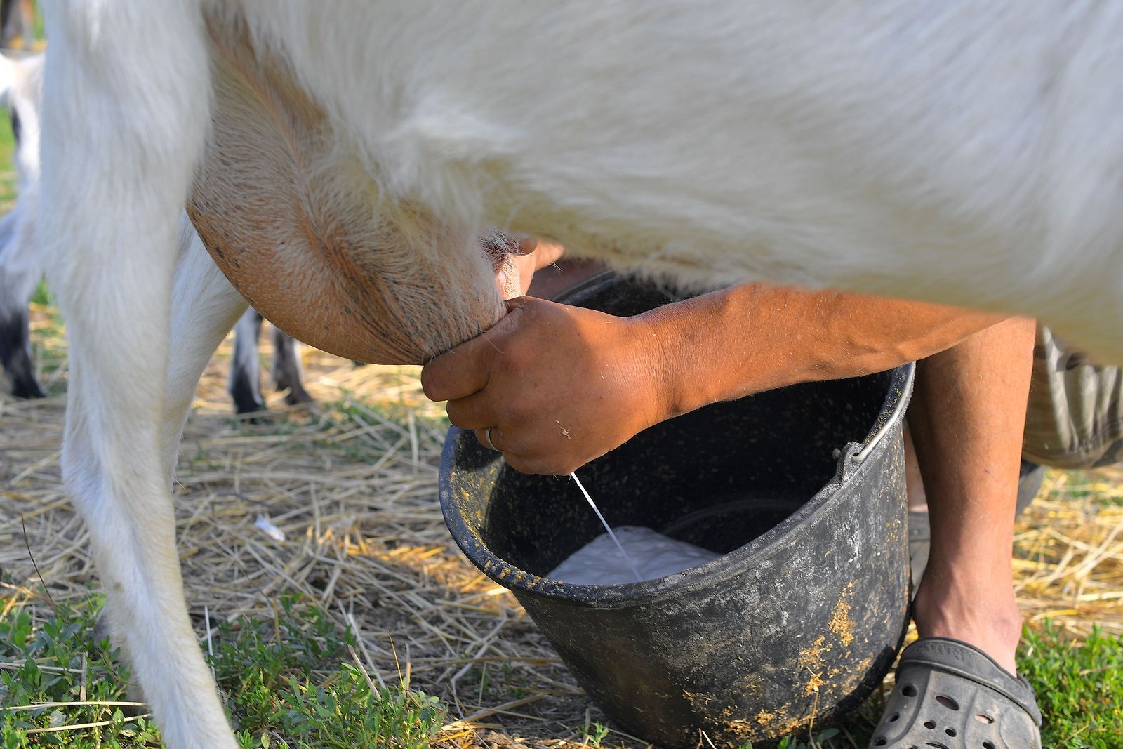 La leche de cabra puede ser la clave para tratar la anemia: descubre por qué