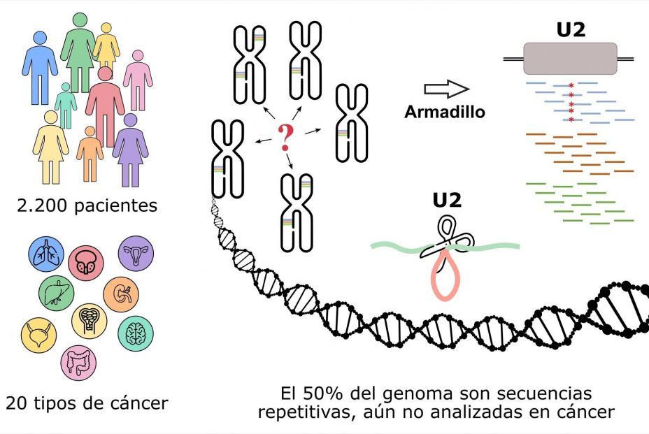 Infografía sobre genes mutados en cáncer en el 'genoma basura'. Fuente: Universidad de Oviedo