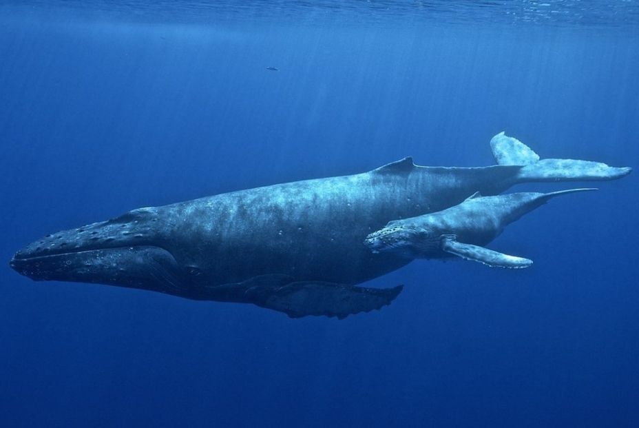 Ballena jorobada. Fuente: Universidad de Hawai