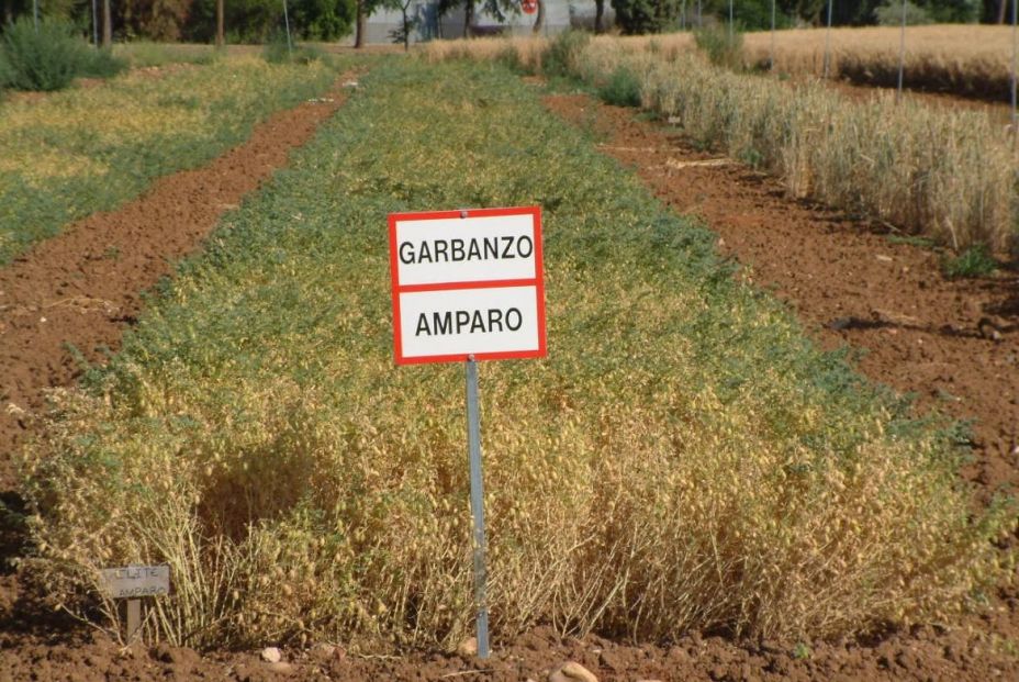 Madrid crea recetas de vanguardia y alimentos innovadores con 9 variedades de garbanzos