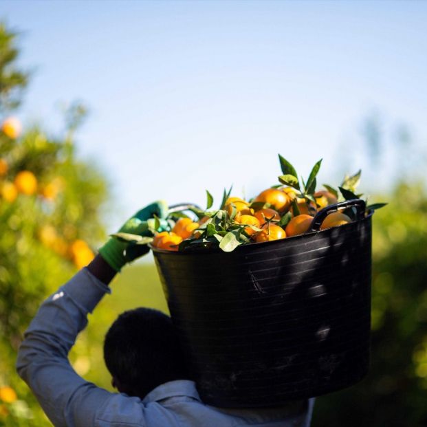 Agricultor recogiendo y cargando naranjas. Fuente: UNIÓN DE UNIONES