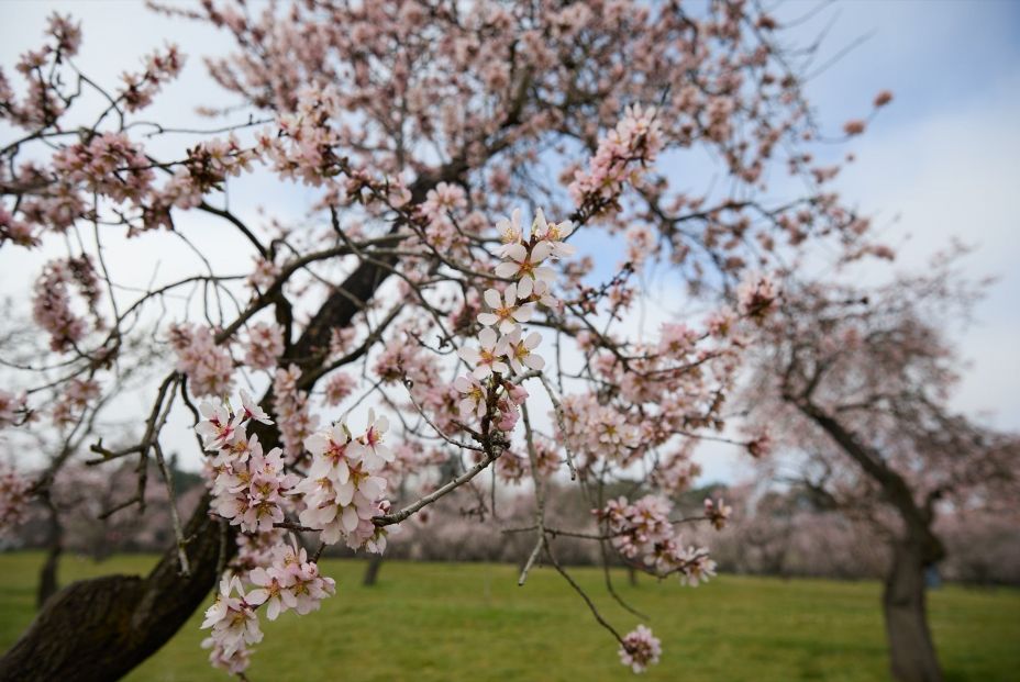 Los sitios en los que se pueden ver los cerezos y los almendros en flor en Madrid (Jesús Hellín / Europa Press)