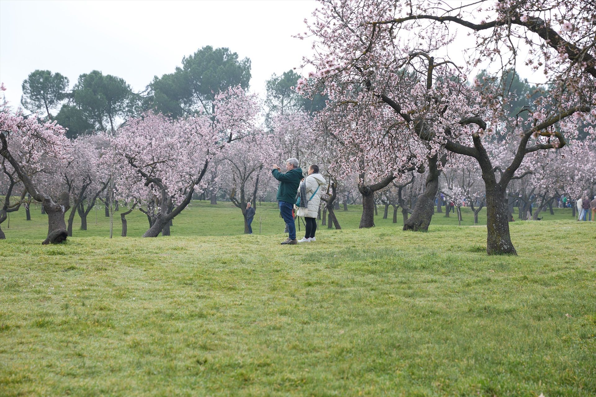 5 lugares donde ver cerezos y almendros en flor sin salir de Madrid