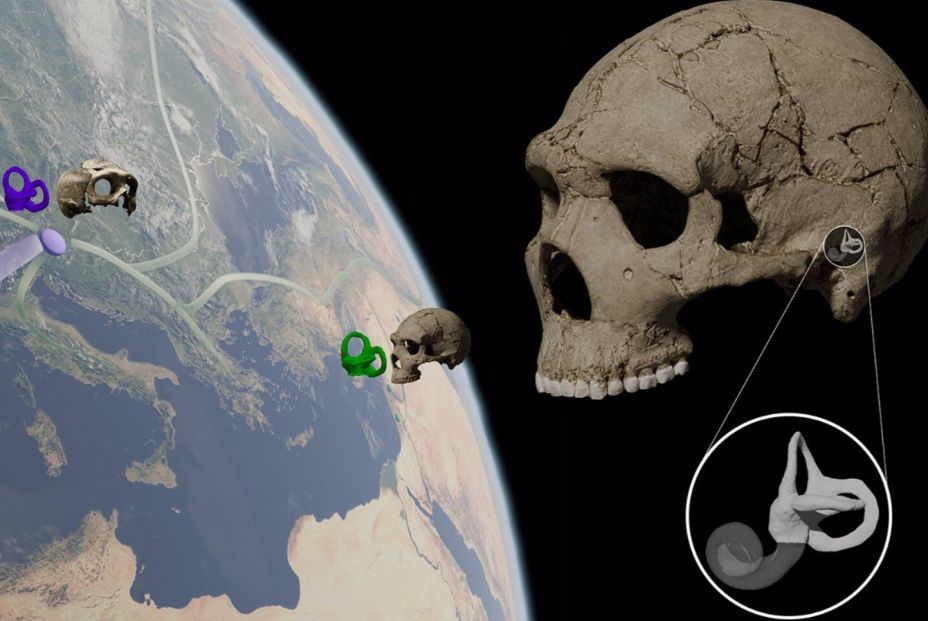 Ilustración sobre la representación esquemática de la distribución de la variación morfológica del oído interno a lo largo del tiempo en el linaje neandertal. Fuente: INSTITUTO CATALÁN DE PALEONTOLOGÍA