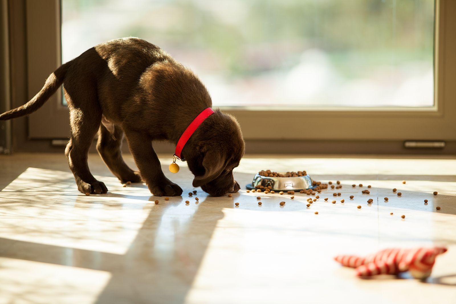 Un experto revela cada cuánto debes lavar el plato de comida de tu mascota