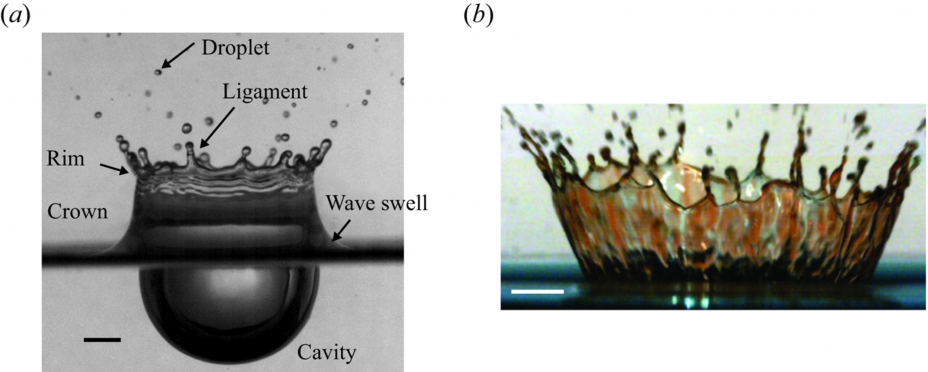 Imagen de la izquierda (a): salpicadura sobre una piscina profunda que forma una cavidad, oleaje, corona y gotitas secundarias. La corona está limitada hacia arriba por un borde, un abultamiento, típico de las láminas libres extendidas en el aire. El borde se desestabiliza para formar los ligamentos y las gotitas se ven expulsadas hacia arriba. Imagen de la derecha (b): salpicadura sobre una película delgada. El líquido de la gota que choca y el líquido de la película receptora son de diferentes colores, lo que muestra una mezcla compleja en las gotas expulsadas. Fuente: Journal of Fluid Mechanics