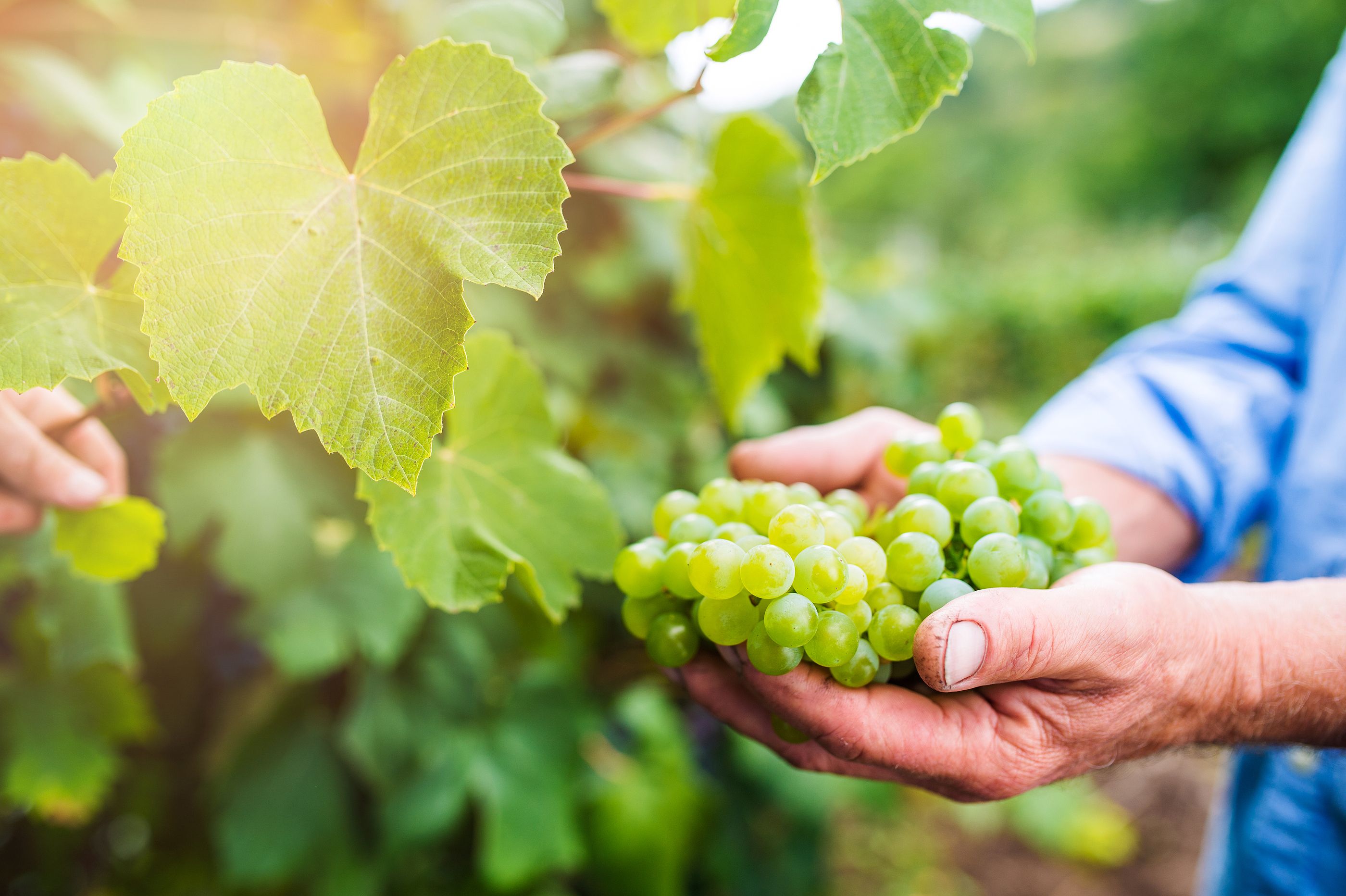 El sorprendente poder de las uvas: mejoran la salud muscular