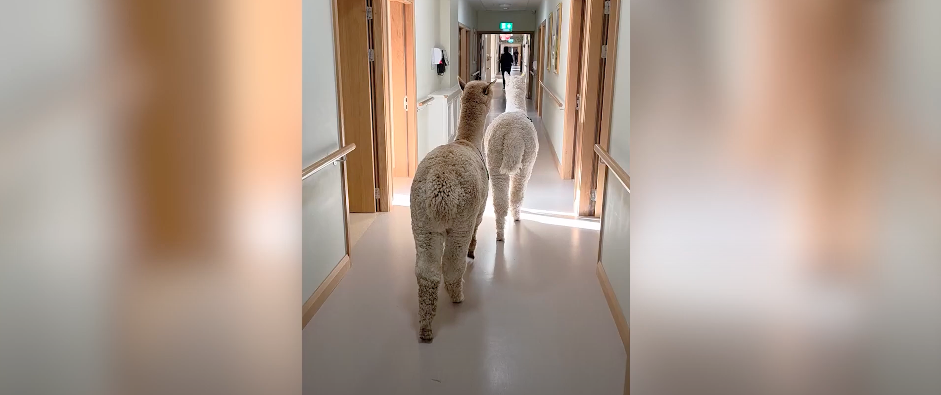 La innovadora terapia con alpacas peruanas de una residencia de mayores de Irlanda