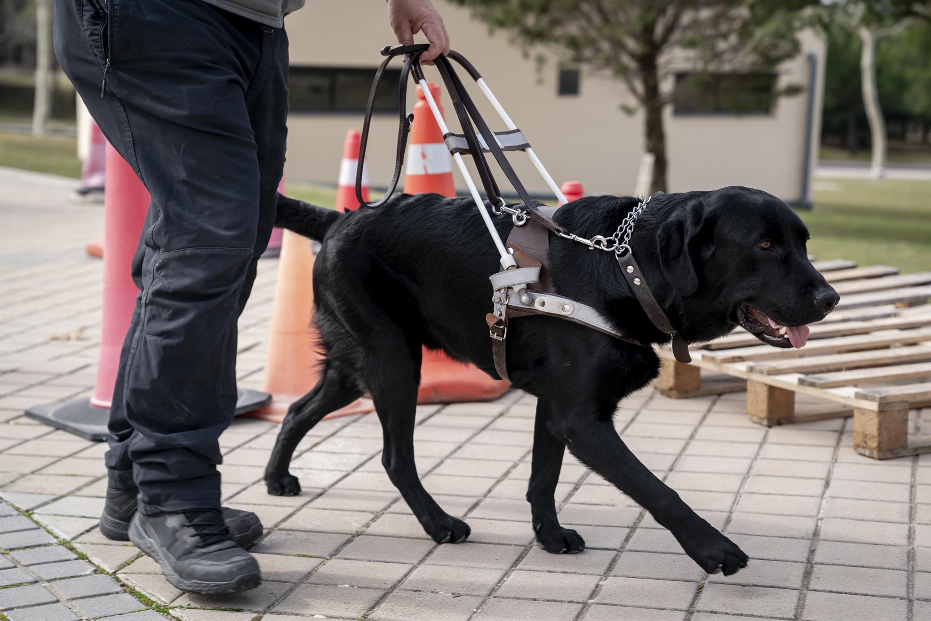 Estas son las etapas de un perro guía hasta ser los ojos de una persona ciega