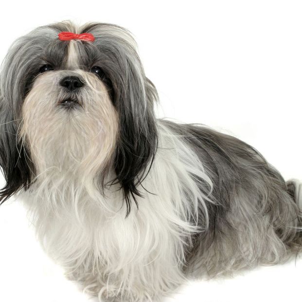 bigstock Shih Tzu Puppy  659146