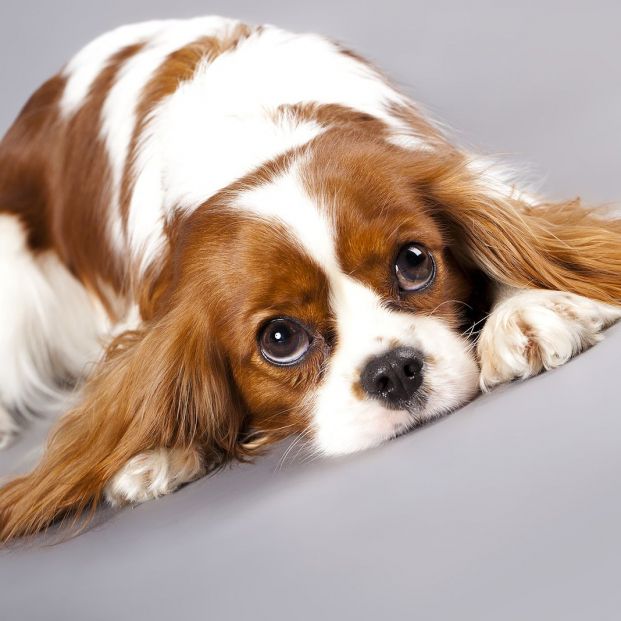 bigstock Litter of Cavalier King Charle 27350507