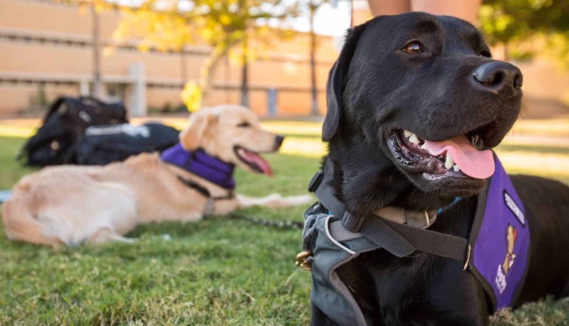 Revelan cómo los humanos malinterpretan las emociones de sus perros