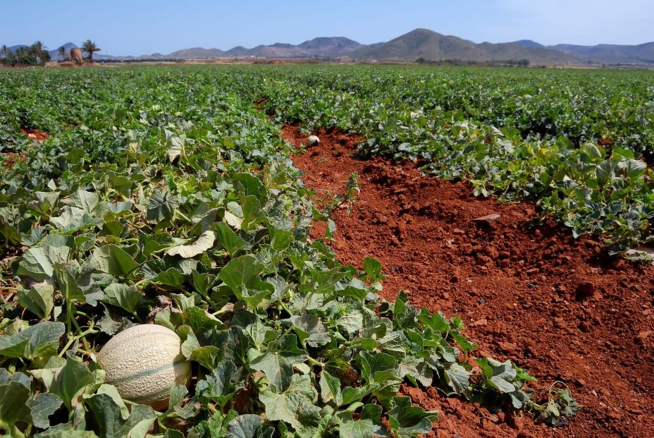 Madrid estudia cómo aprovechar restos de sandías y melones para hacer láceos saludables. Foto: Bigstock 