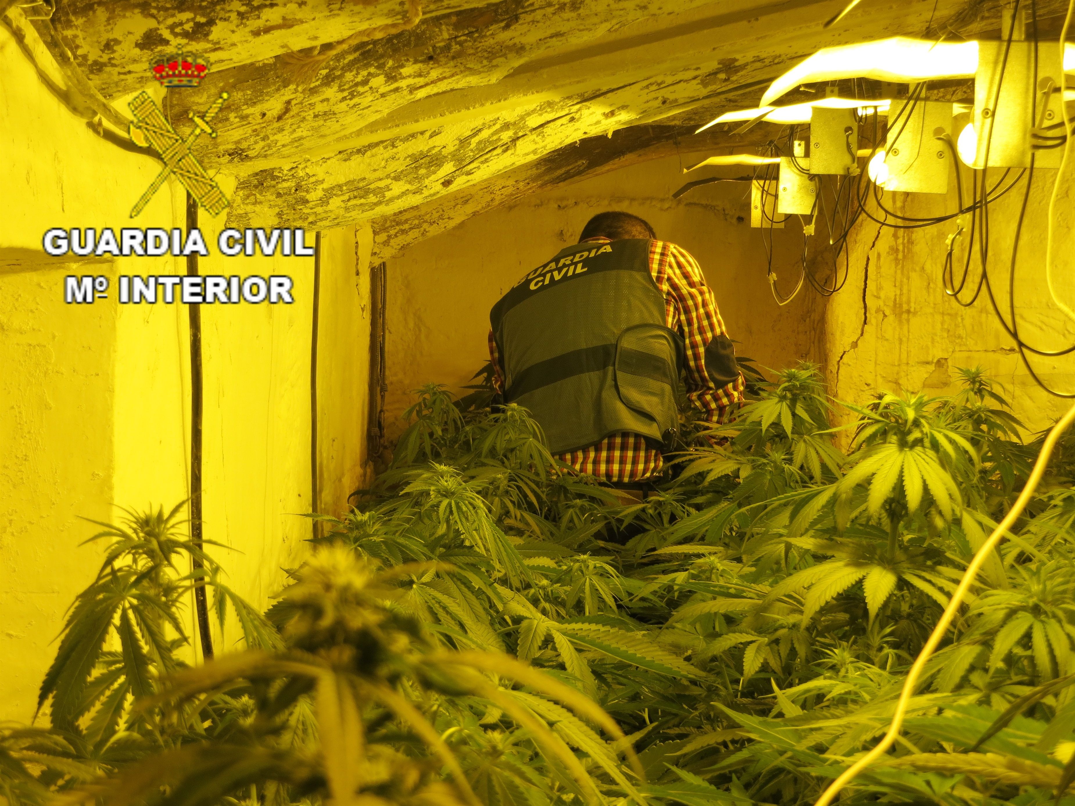 Tres detenidos por cultivar marihuana en la segunda residencia de sus padres octogenarios