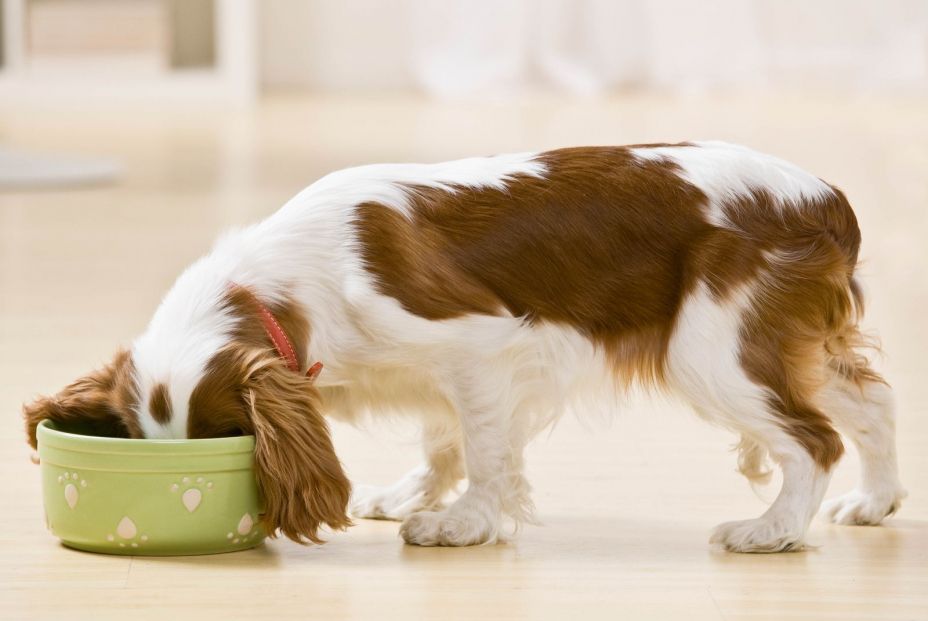 Alimentos que no debes dar a tu perro (bigstock)