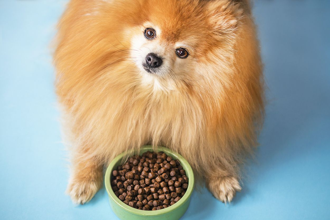 Por qué tu perro no quiere su comida y qué hacer