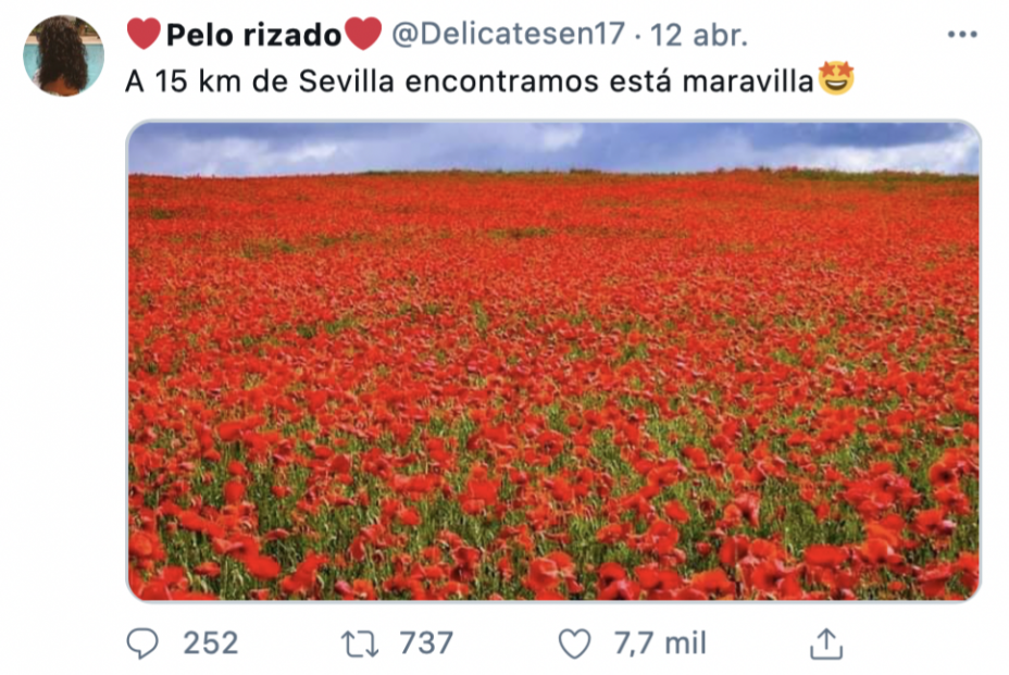 Tuit sobre el campo de amapolas en Alcalá de Guadaíra (Sevilla)
