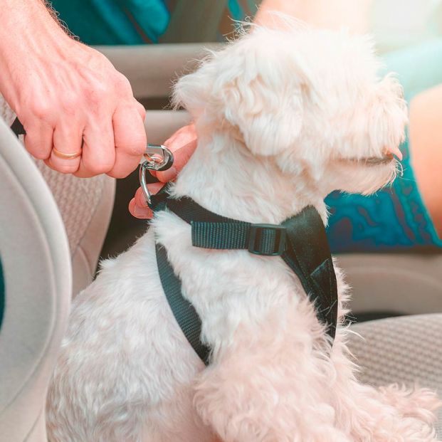 Cinturón para perros homologado para el coche