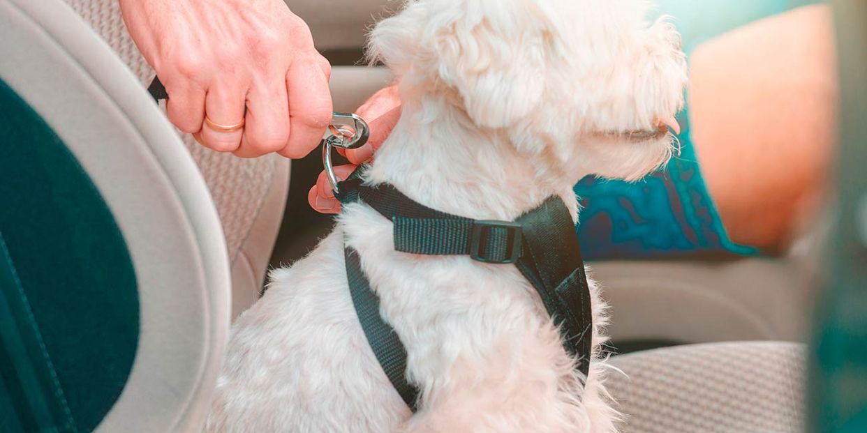 Cómo llevar al perro en el coche para evitar la multa de la DGT